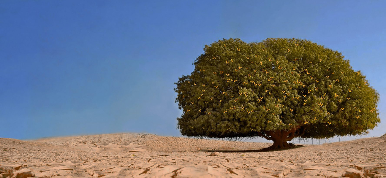 Tree of Al Buqayawiyya - Royal Jordanian